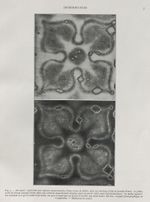 Paul Vignon, 1938, page 7 : "empreinte par vapeurs ammoniacales d’une rosace de plâtre, faite sur un linge frotté de poudre d’aloès. Le plâtreavait été plongé quelque temps dans une solution ammoniacale étendue, puis en partie séché, mais insuffisamment : les taches aquarel- lées tiennent à ce qu’il restait trop d’eau. La pose n’avait pas eu besoin d'excéder une demi-heure. En bas : négatif photographique de l’empreinte.